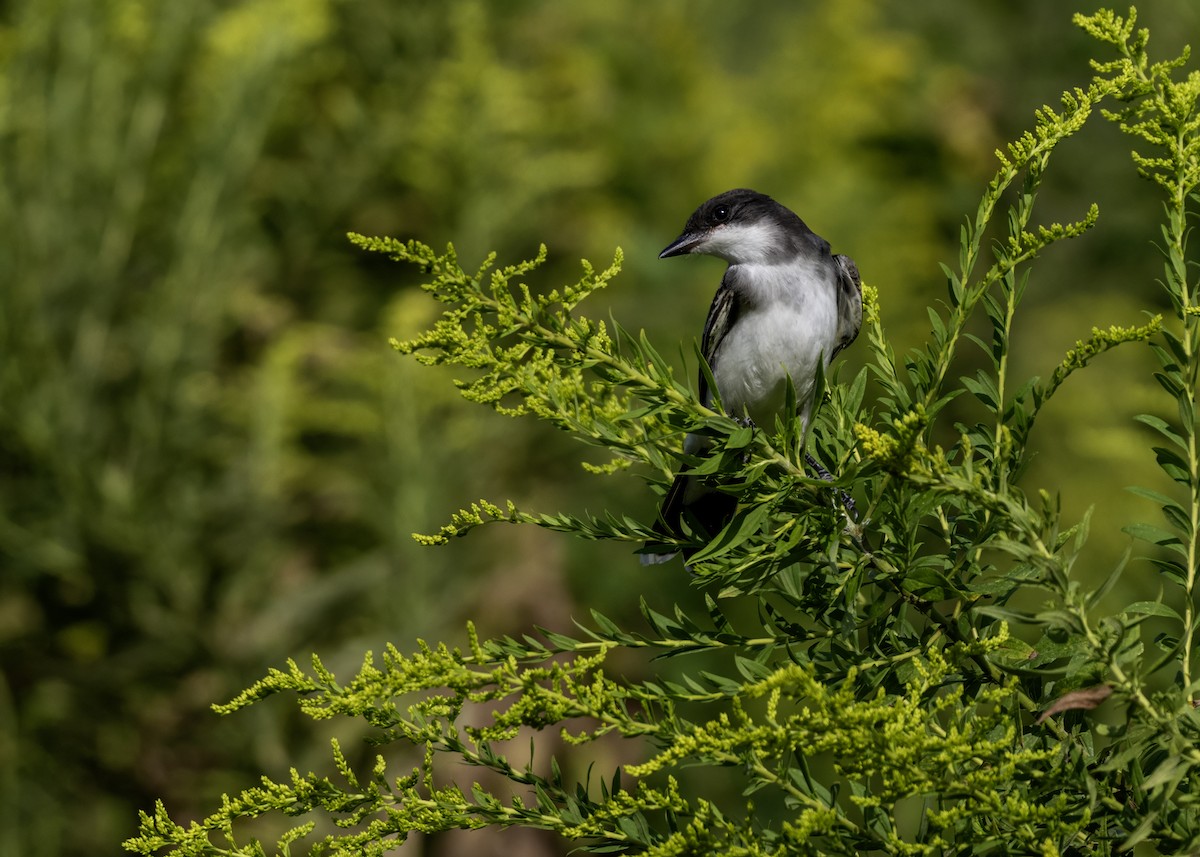 Eastern Kingbird - ML642122201