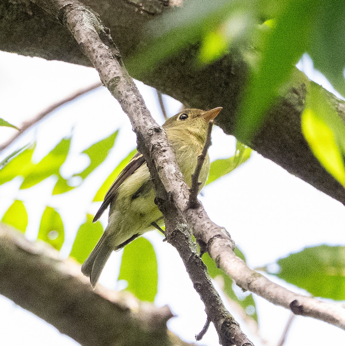 Yellow-bellied Flycatcher - ML642122203