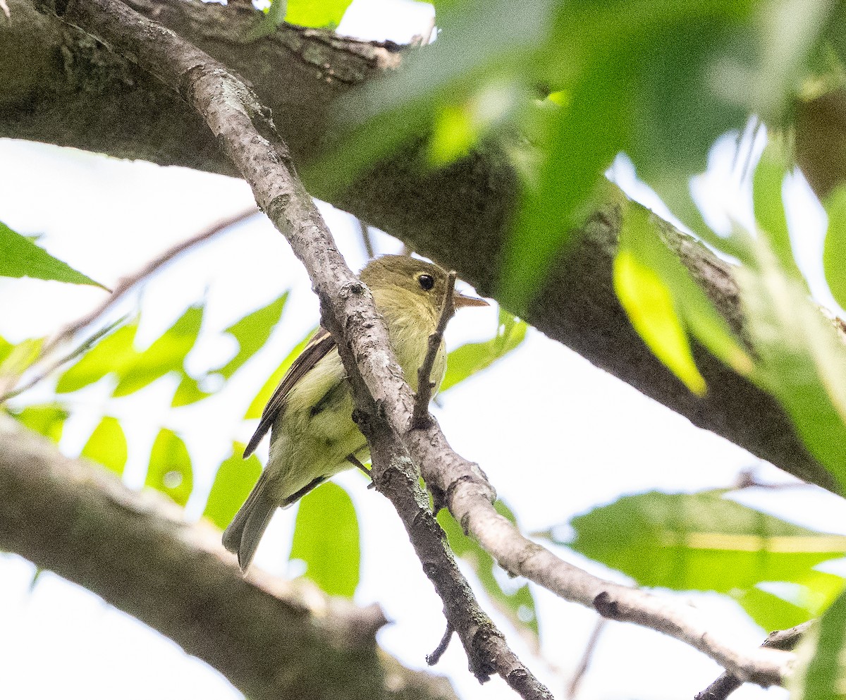 Yellow-bellied Flycatcher - ML642122204
