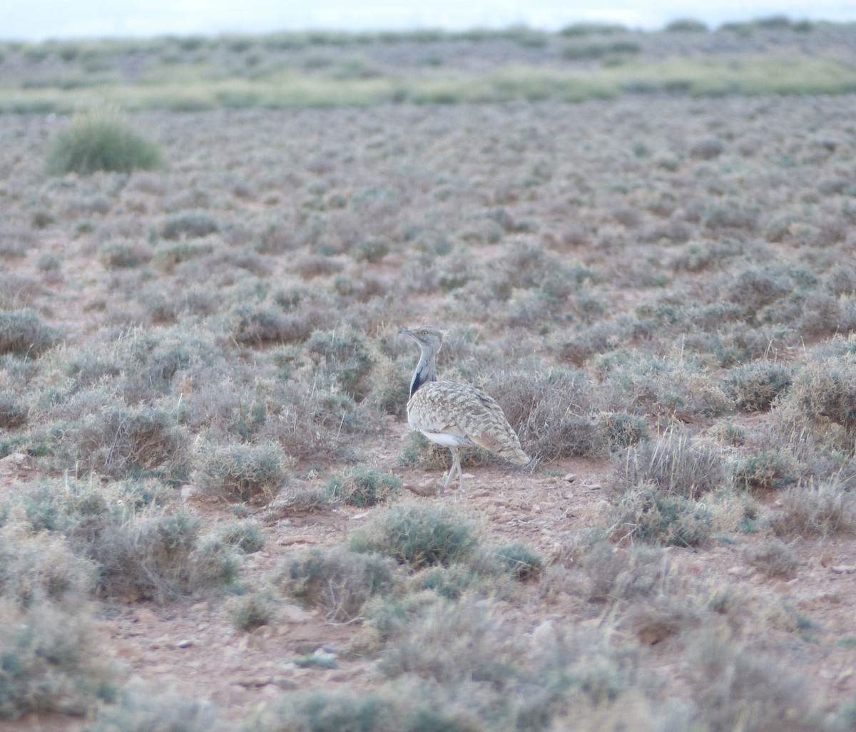 Saharakragentrappe - ML642122206