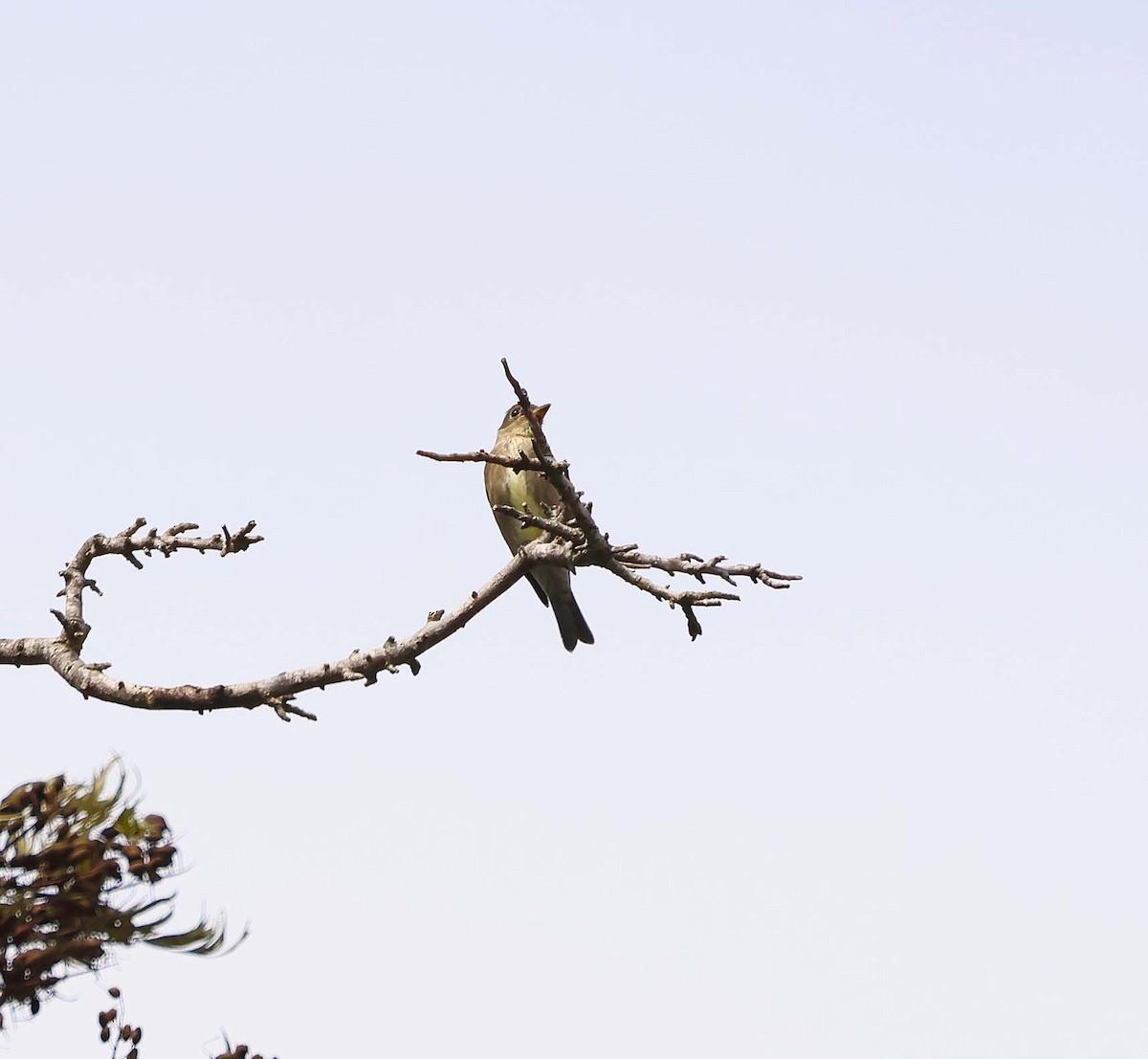 Olive-sided Flycatcher - ML642122207