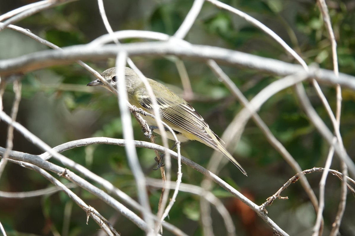 Cassin's Vireo - ML642122208