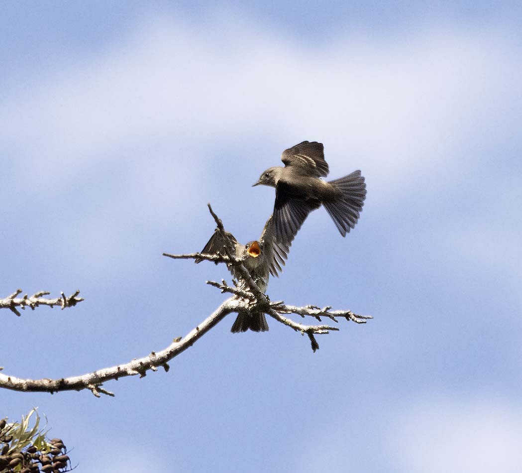 Olive-sided Flycatcher - ML642122216