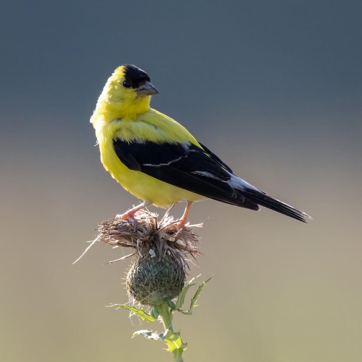 American Goldfinch - ML642122236