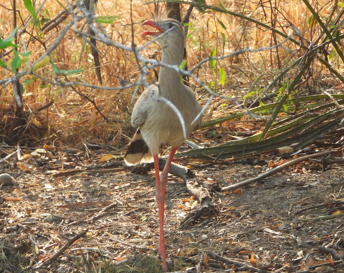 Red-legged Seriema - ML642122241