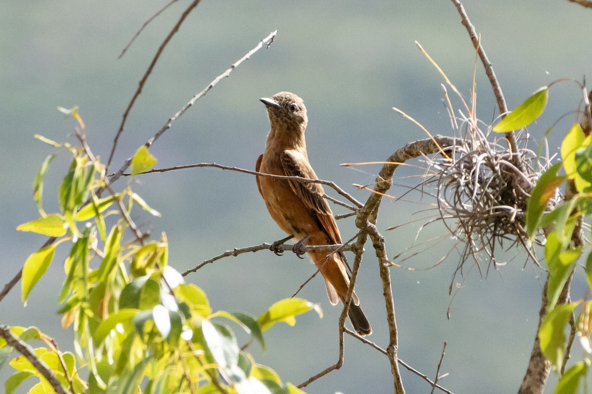 Cliff Flycatcher - ML642122243