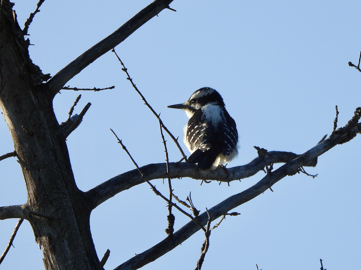 Hairy Woodpecker - ML642122245