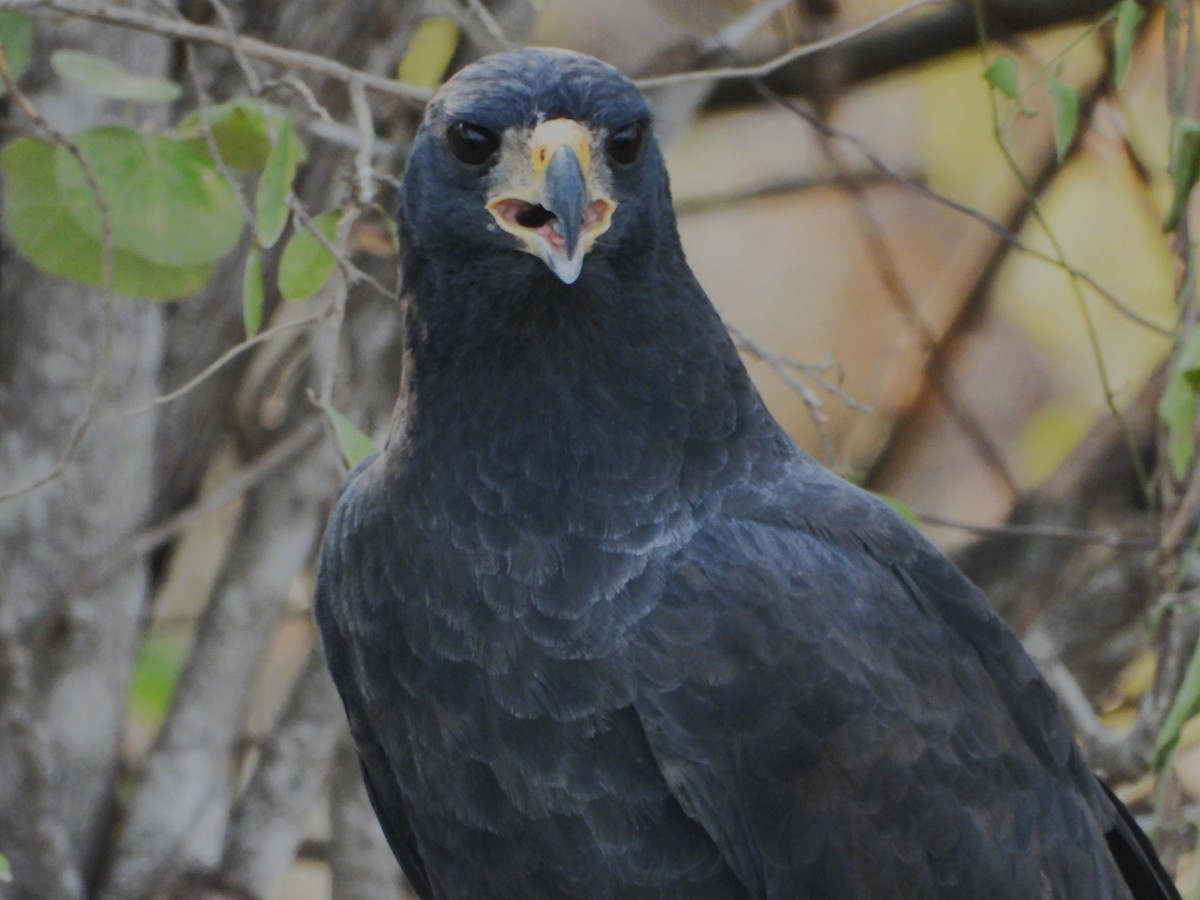 Great Black Hawk - ML642122250