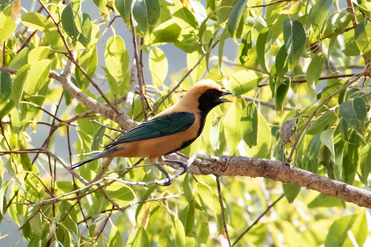 Burnished-buff Tanager - ML642122251