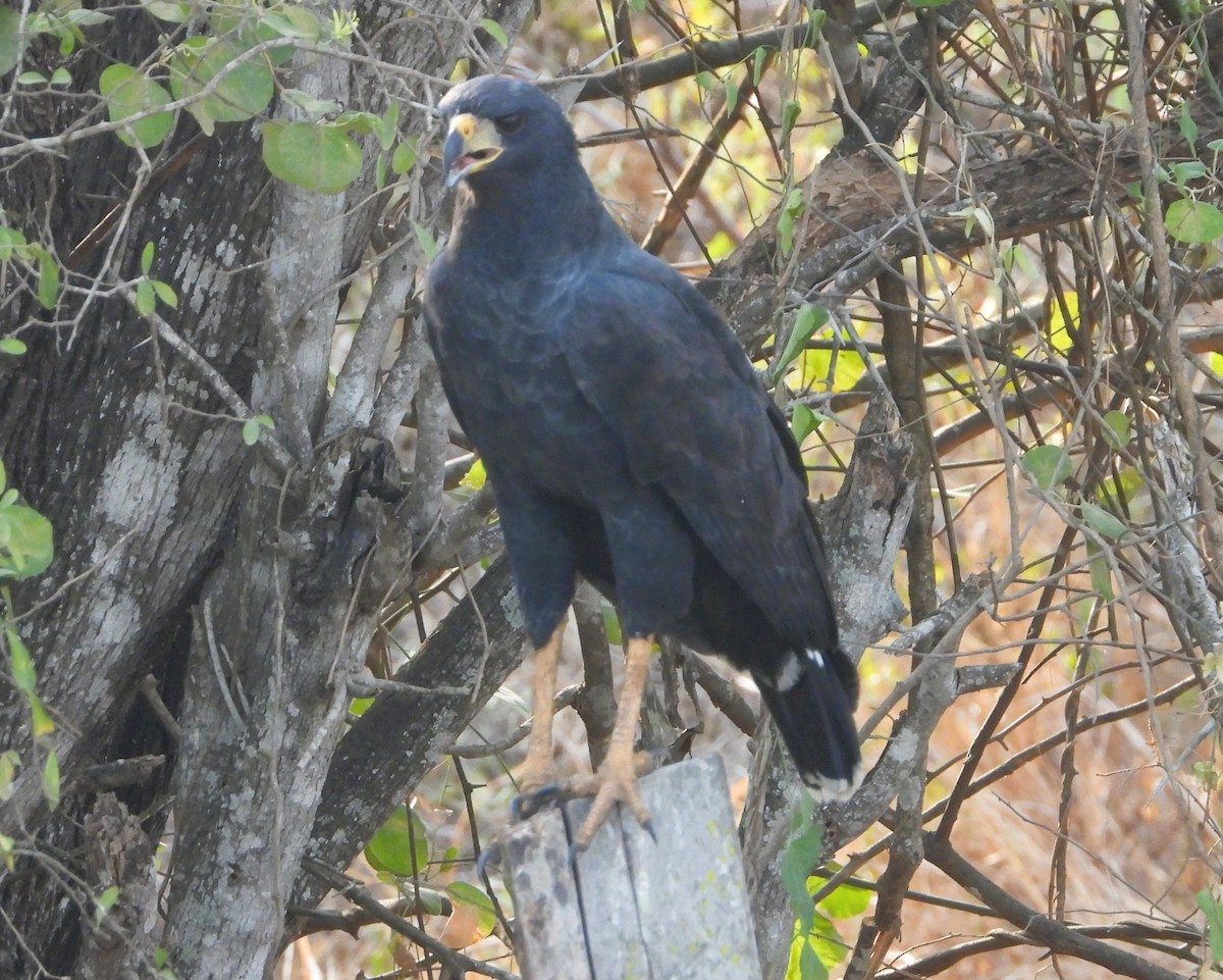 Great Black Hawk - ML642122254