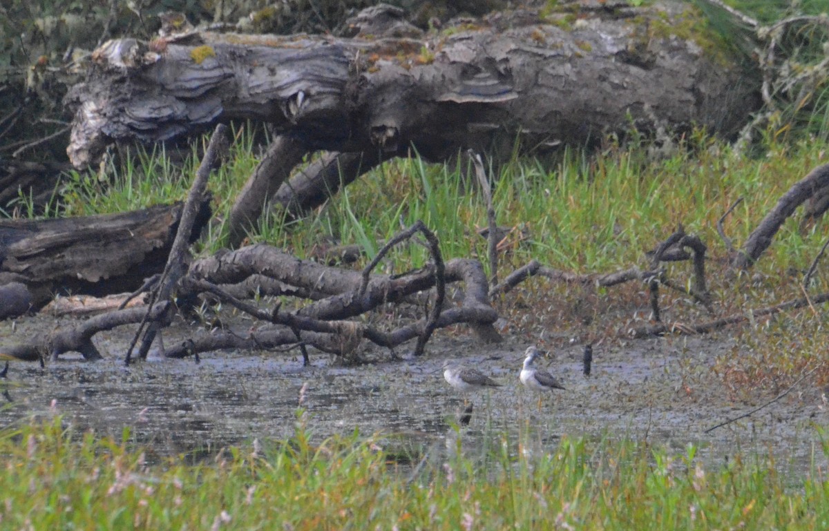 Greater Yellowlegs - ML642122259