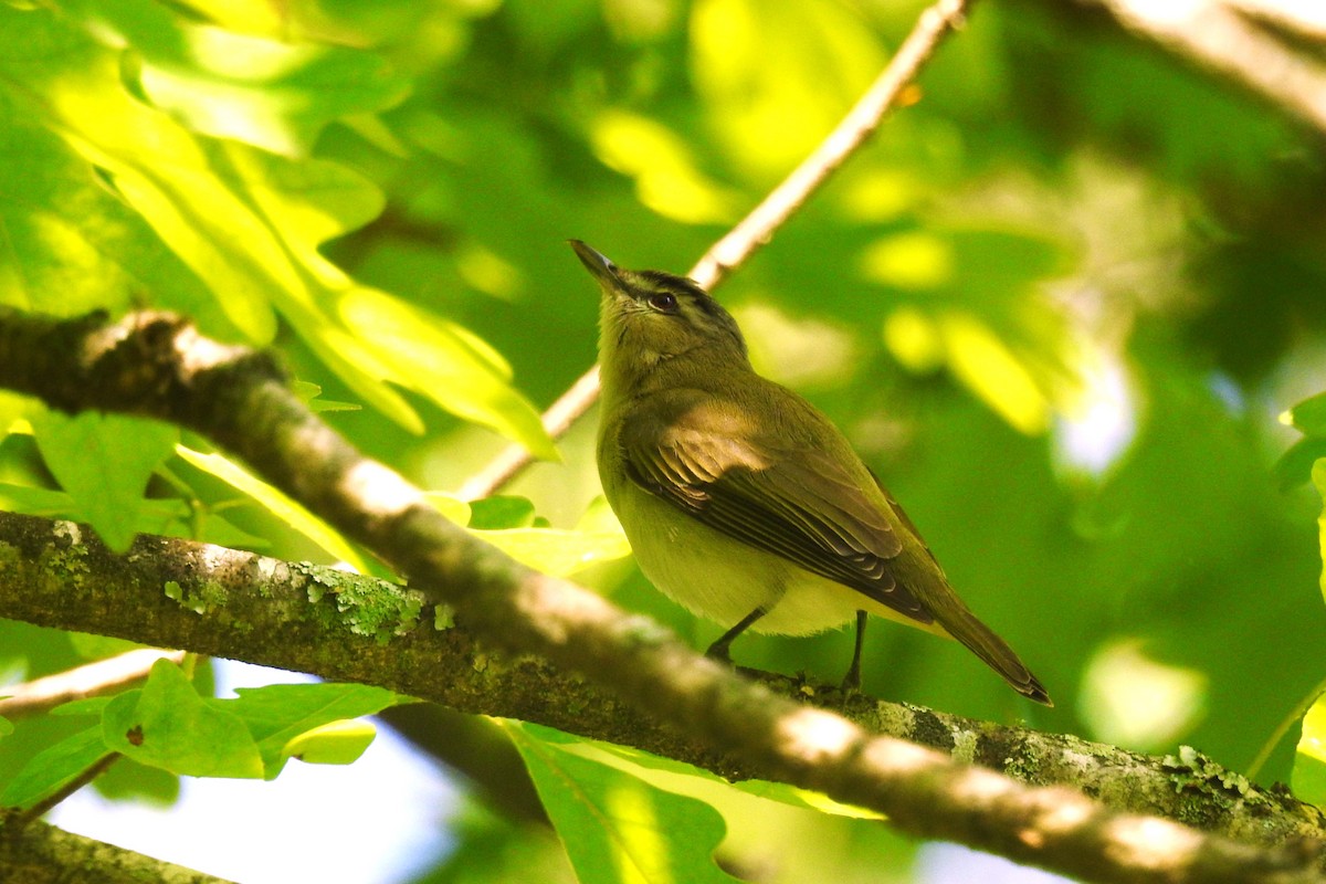 Red-eyed Vireo - ML642122277
