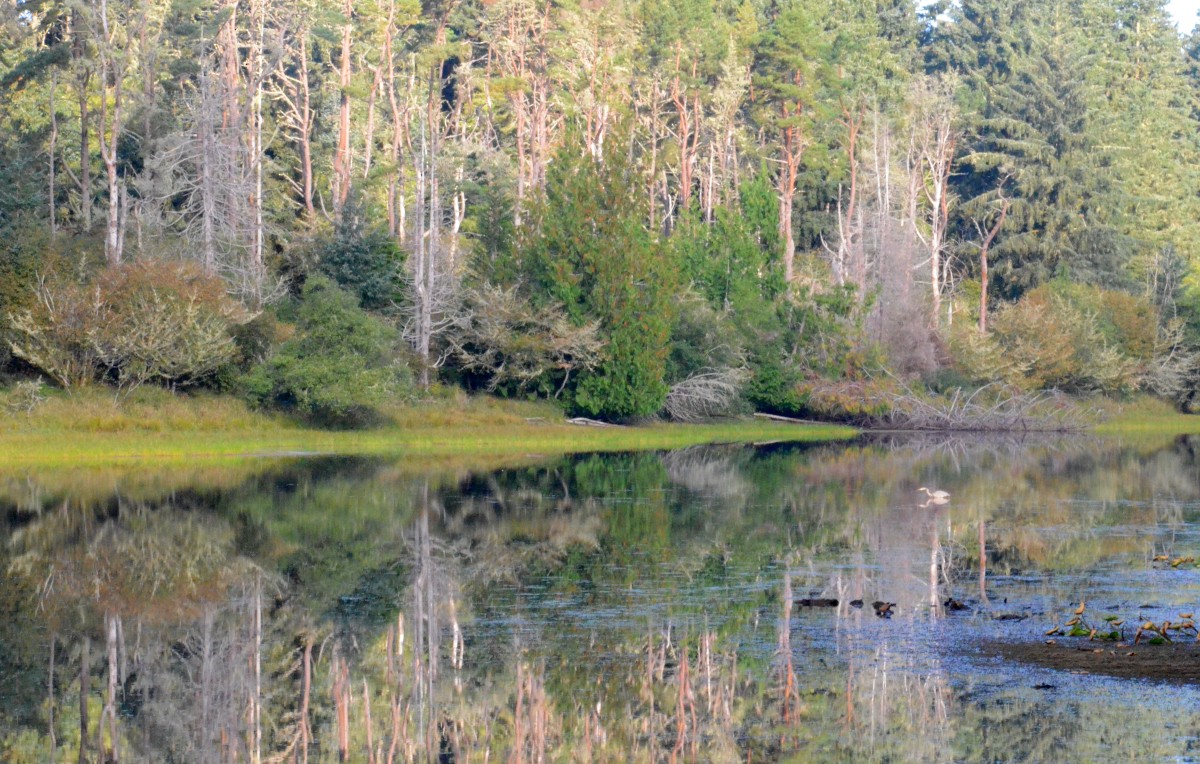 Great Blue Heron - ML642122279