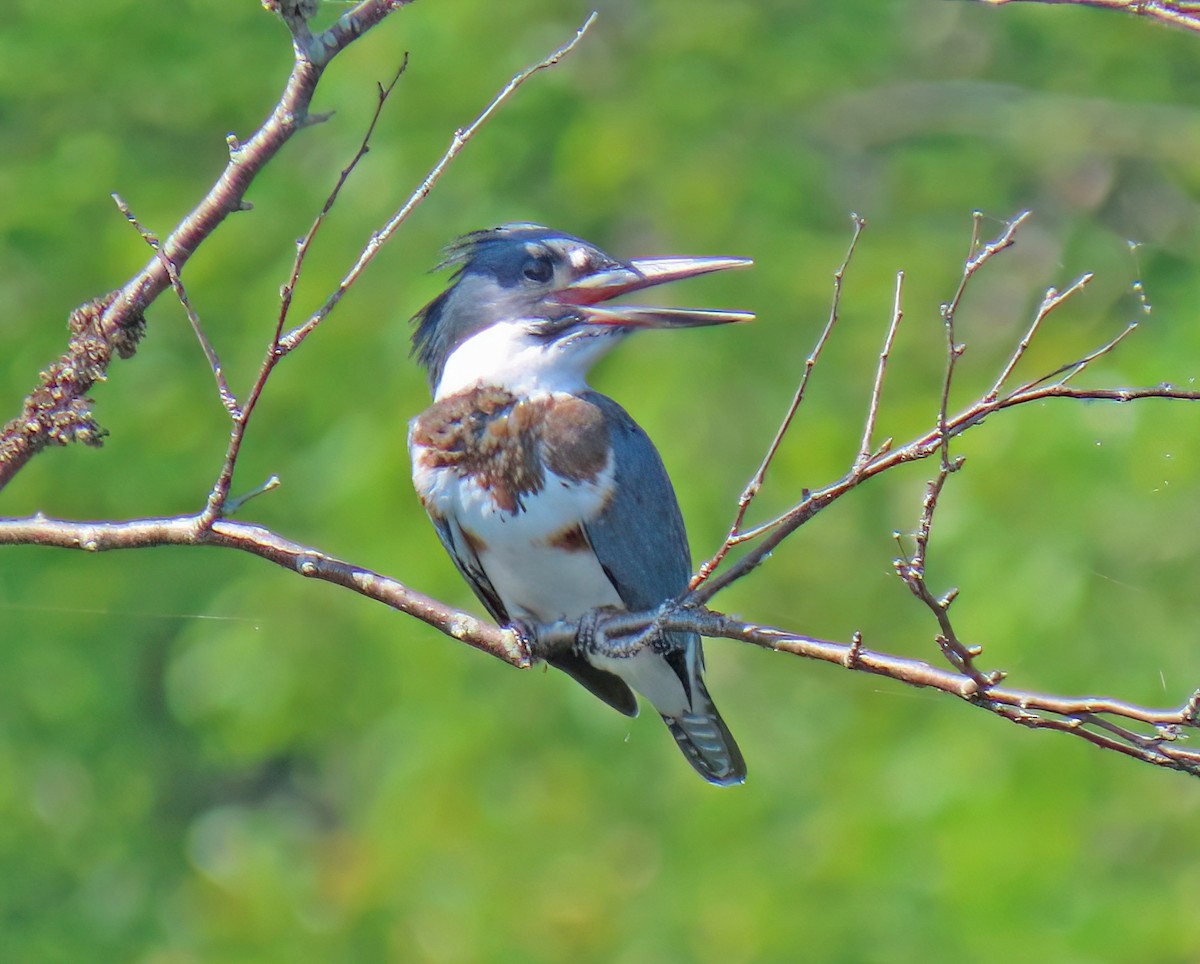 Belted Kingfisher - ML642122280