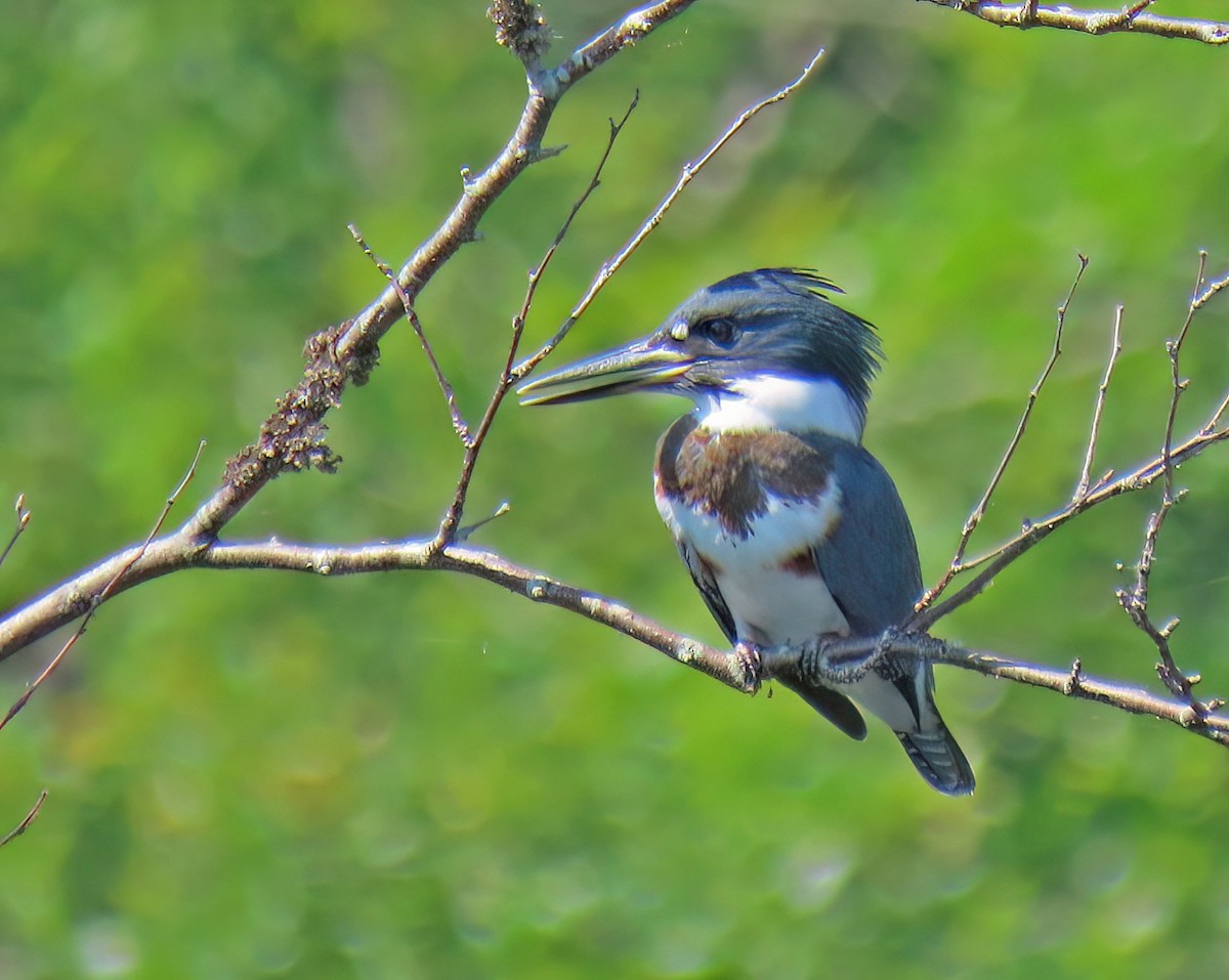 Belted Kingfisher - ML642122281