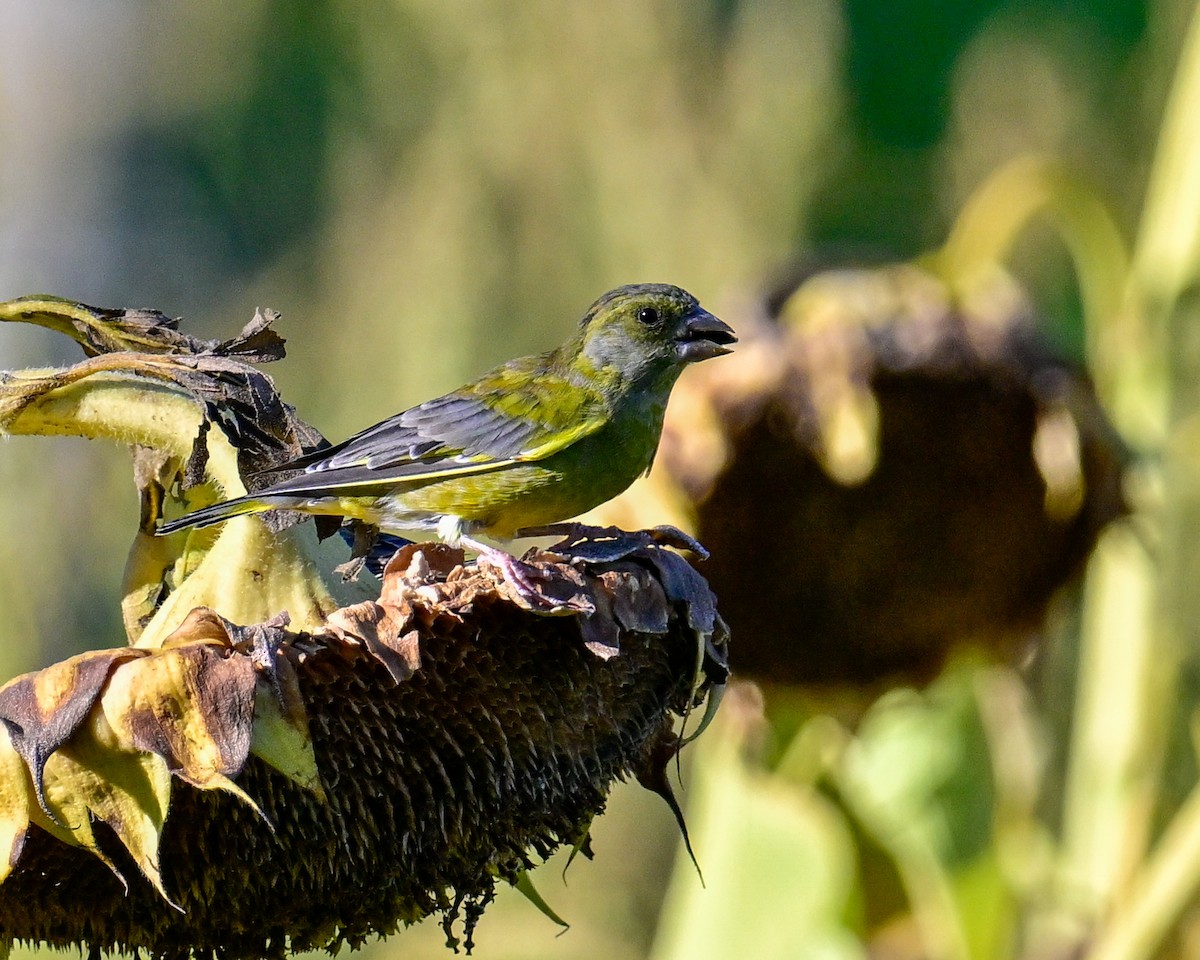 European Greenfinch - ML642122283
