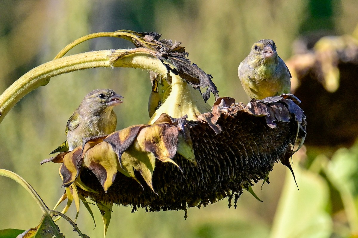 European Greenfinch - ML642122284