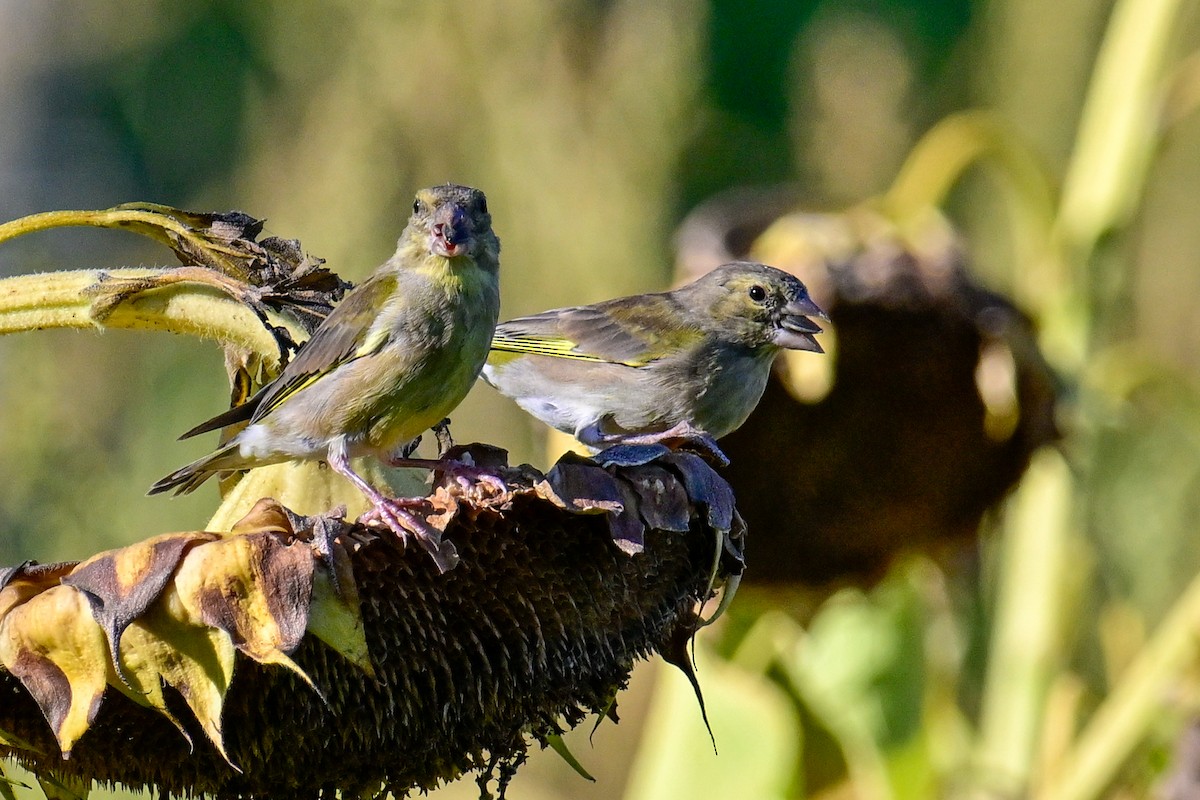 European Greenfinch - ML642122285