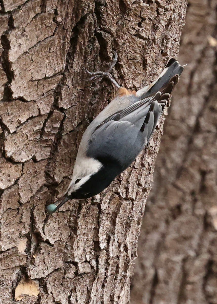 White-breasted Nuthatch (Pacific) - ML642122289