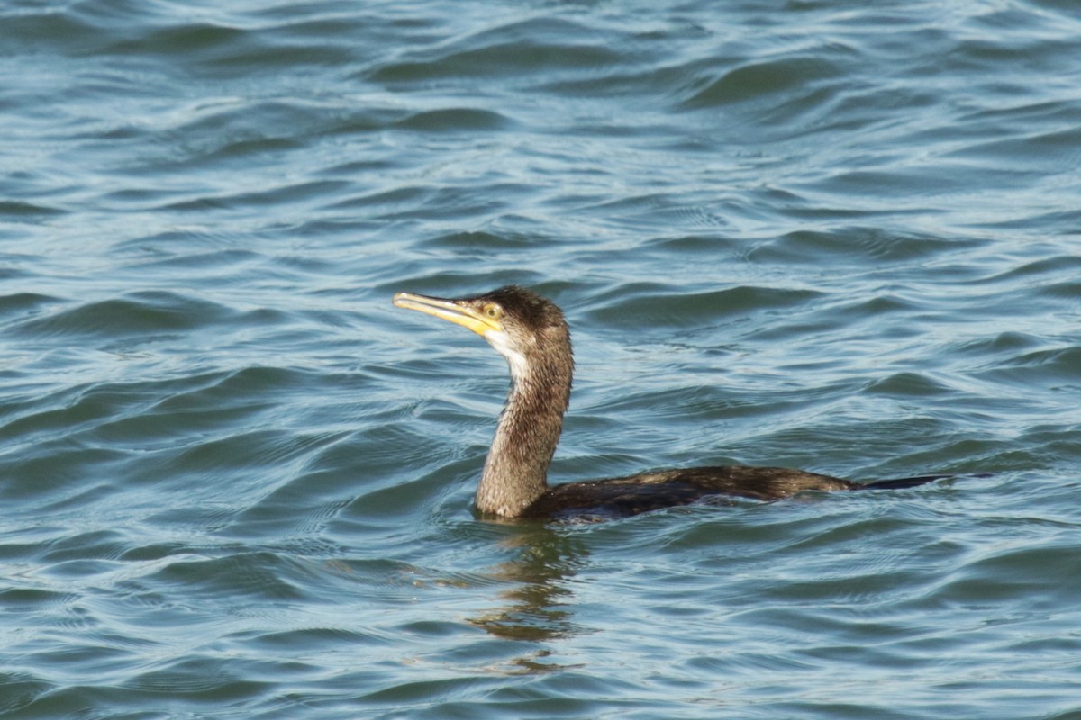 European Shag - ML642122290