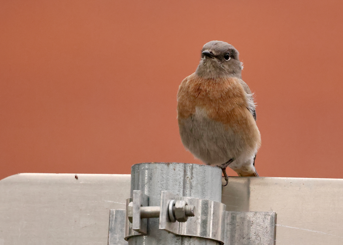 Western Bluebird - ML642122300
