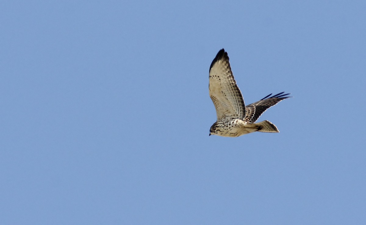 Broad-winged Hawk - ML642122301