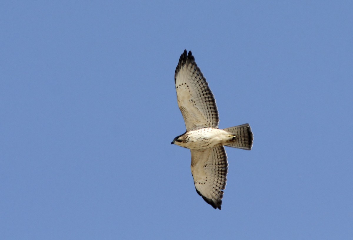 Broad-winged Hawk - ML642122303