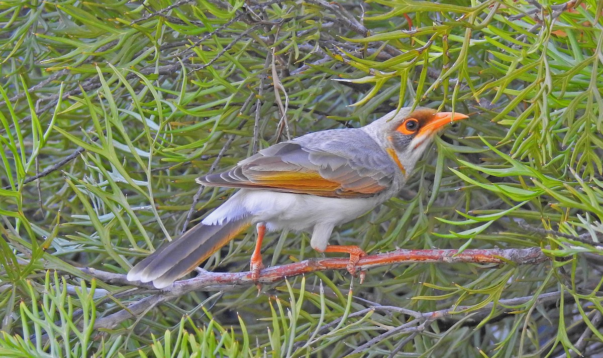Yellow-throated Miner - ML642122307