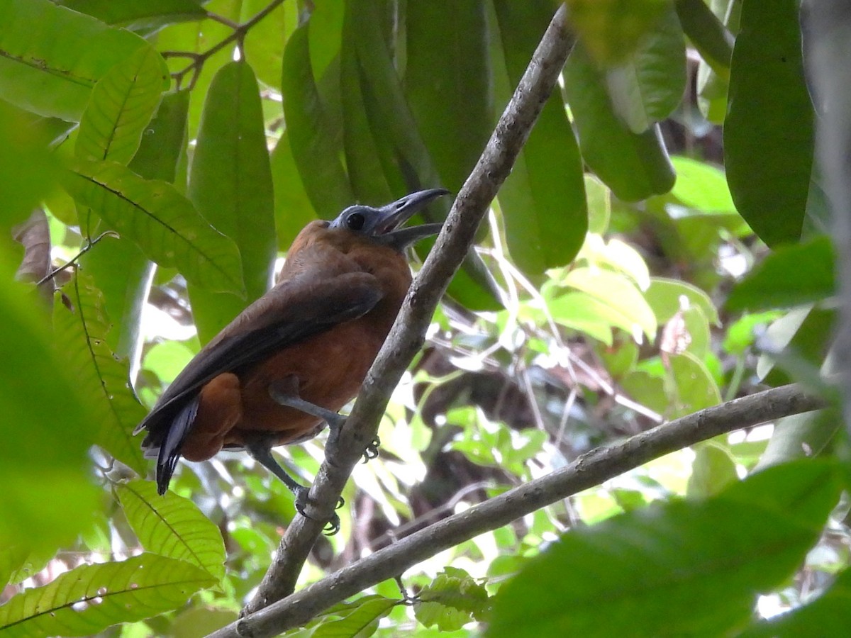 Capuchinbird - ML642122308