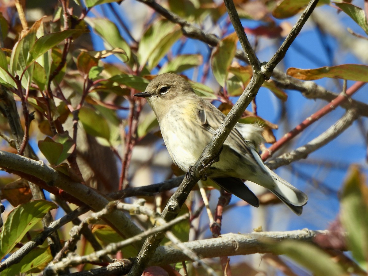 Yellow-rumped Warbler - ML642122309