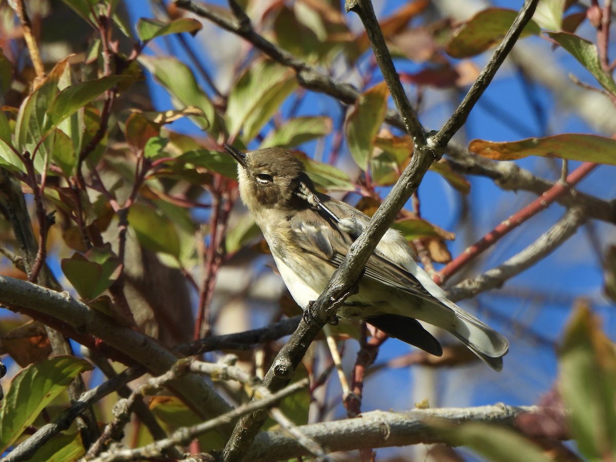 Yellow-rumped Warbler - ML642122311
