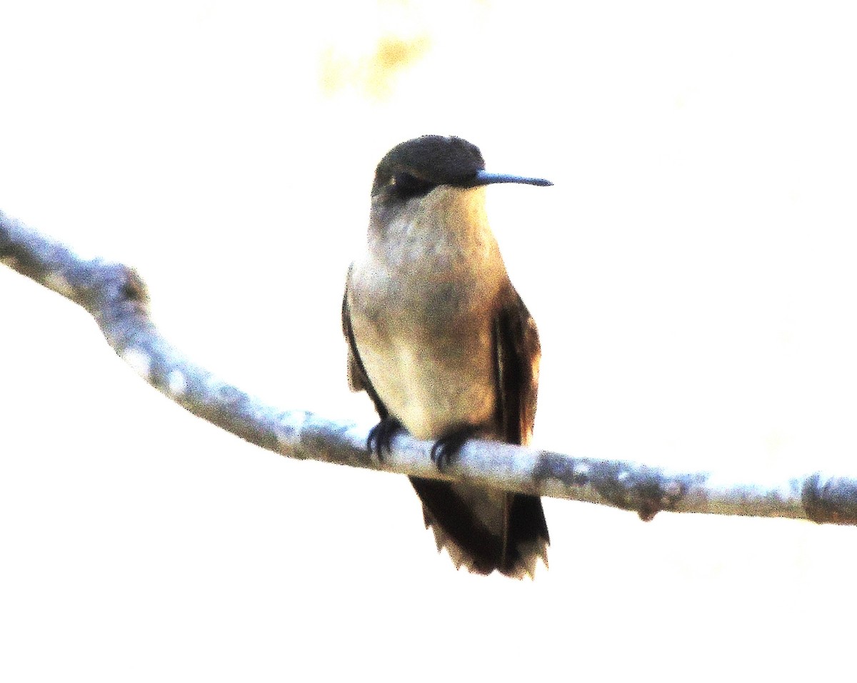 Ruby-throated Hummingbird - ML642122312