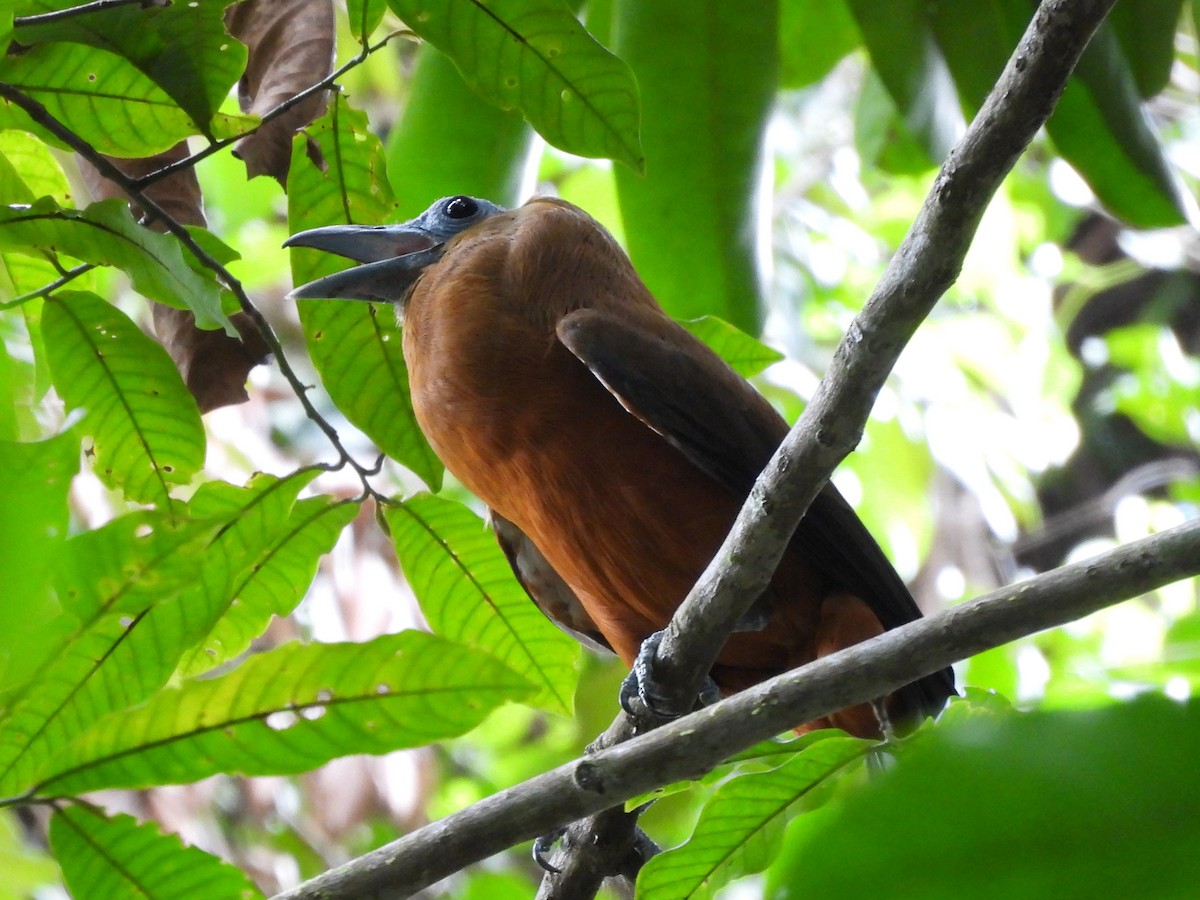 Capuchinbird - ML642122319