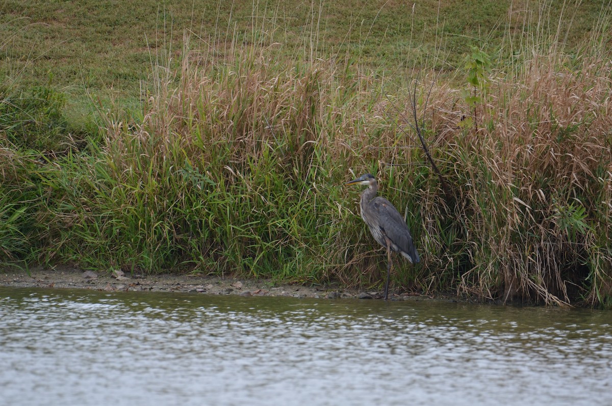 Great Blue Heron - ML642122320