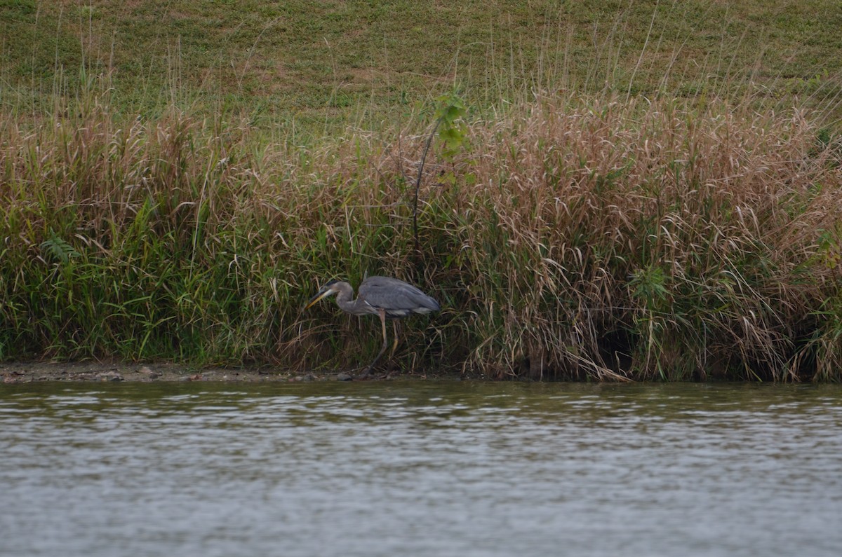 Great Blue Heron - ML642122321