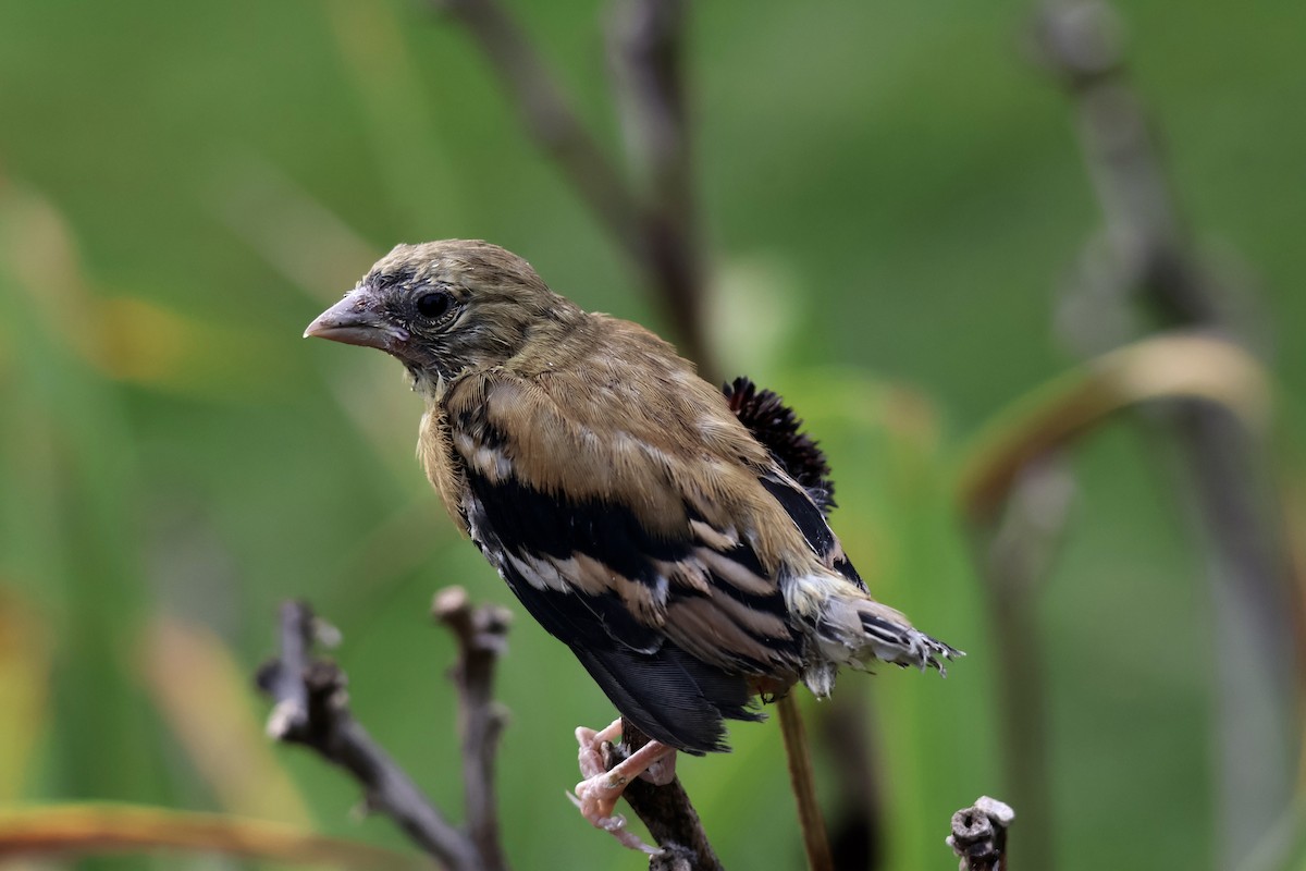 American Goldfinch - ML642122336