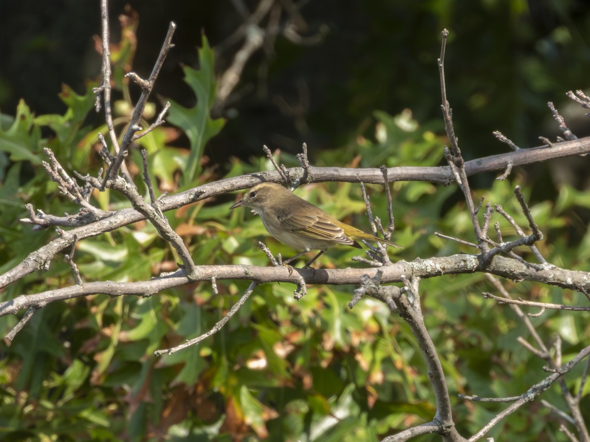 Palm Warbler - ML642122343
