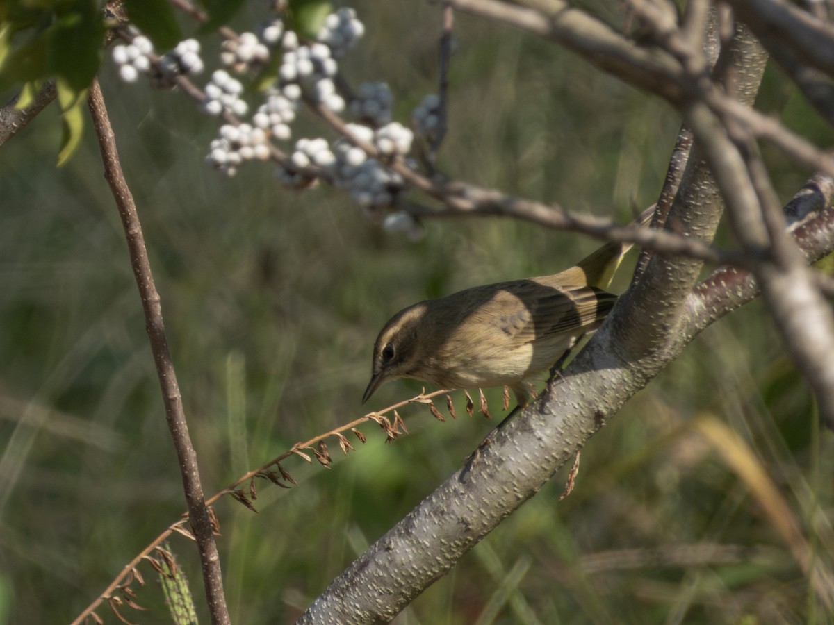 Palm Warbler - ML642122345