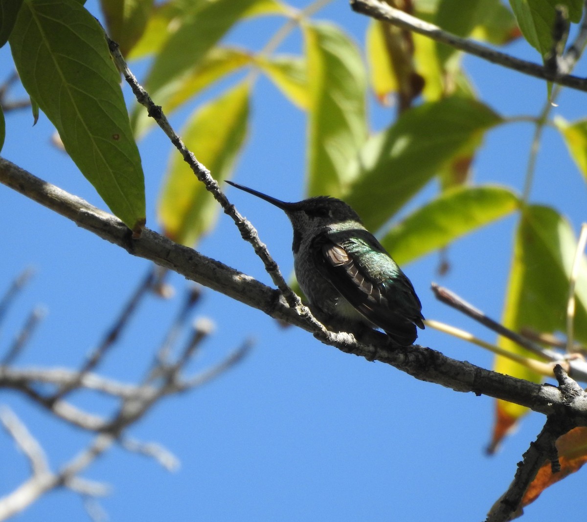 Anna's Hummingbird - ML642122373