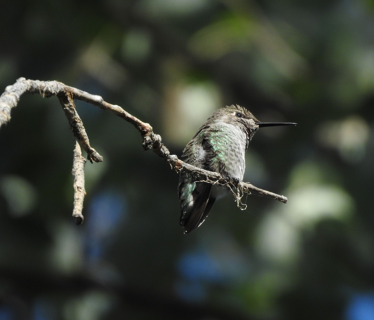 Anna's Hummingbird - ML642122382