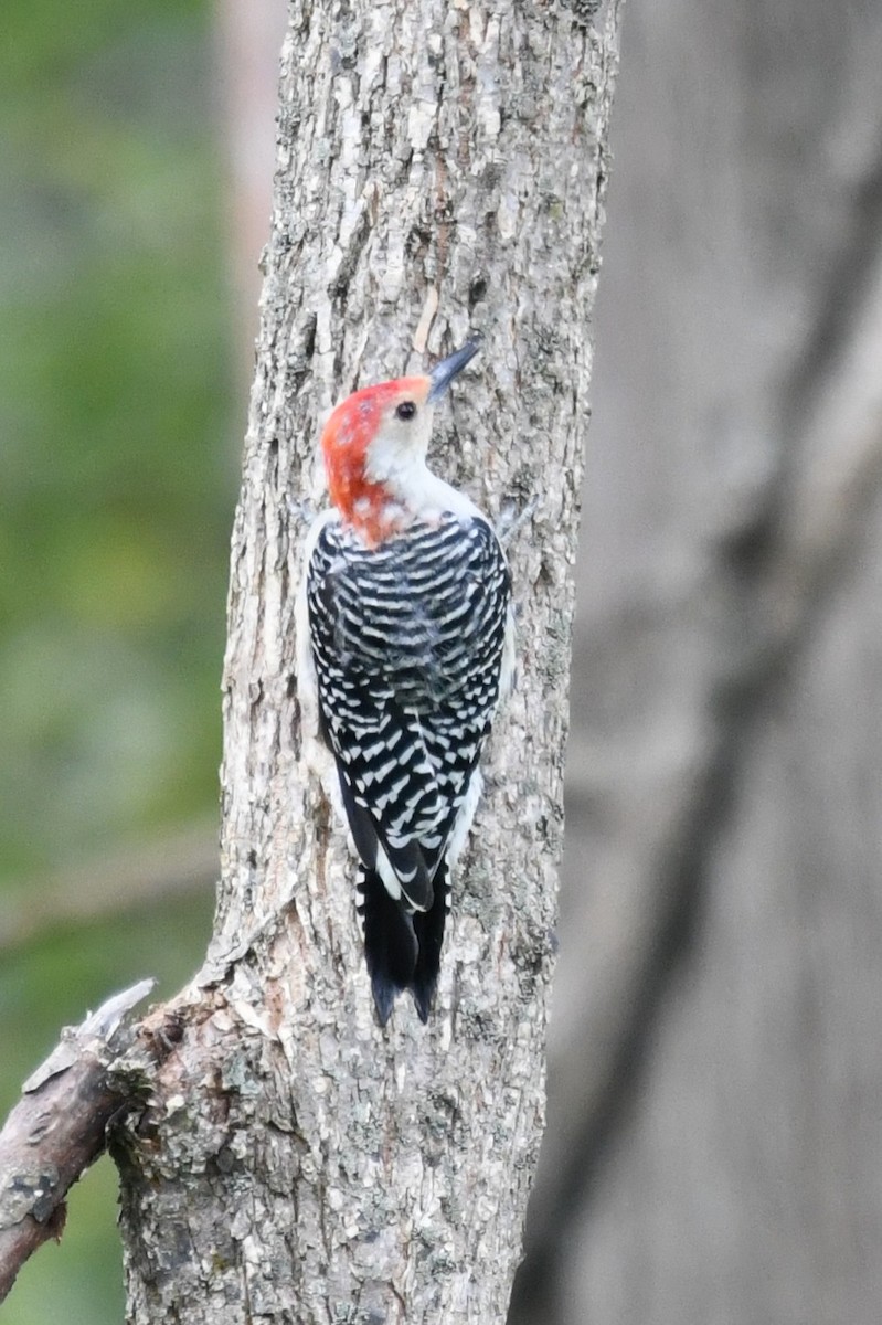 Red-bellied Woodpecker - ML642122386
