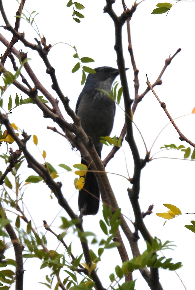 Woodhouse's Scrub-Jay - ML642122393
