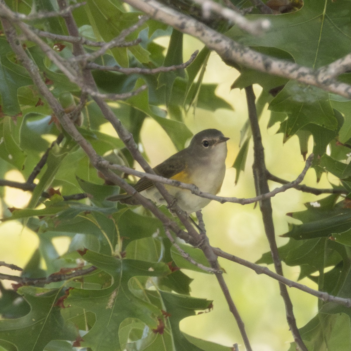 American Redstart - ML642122394