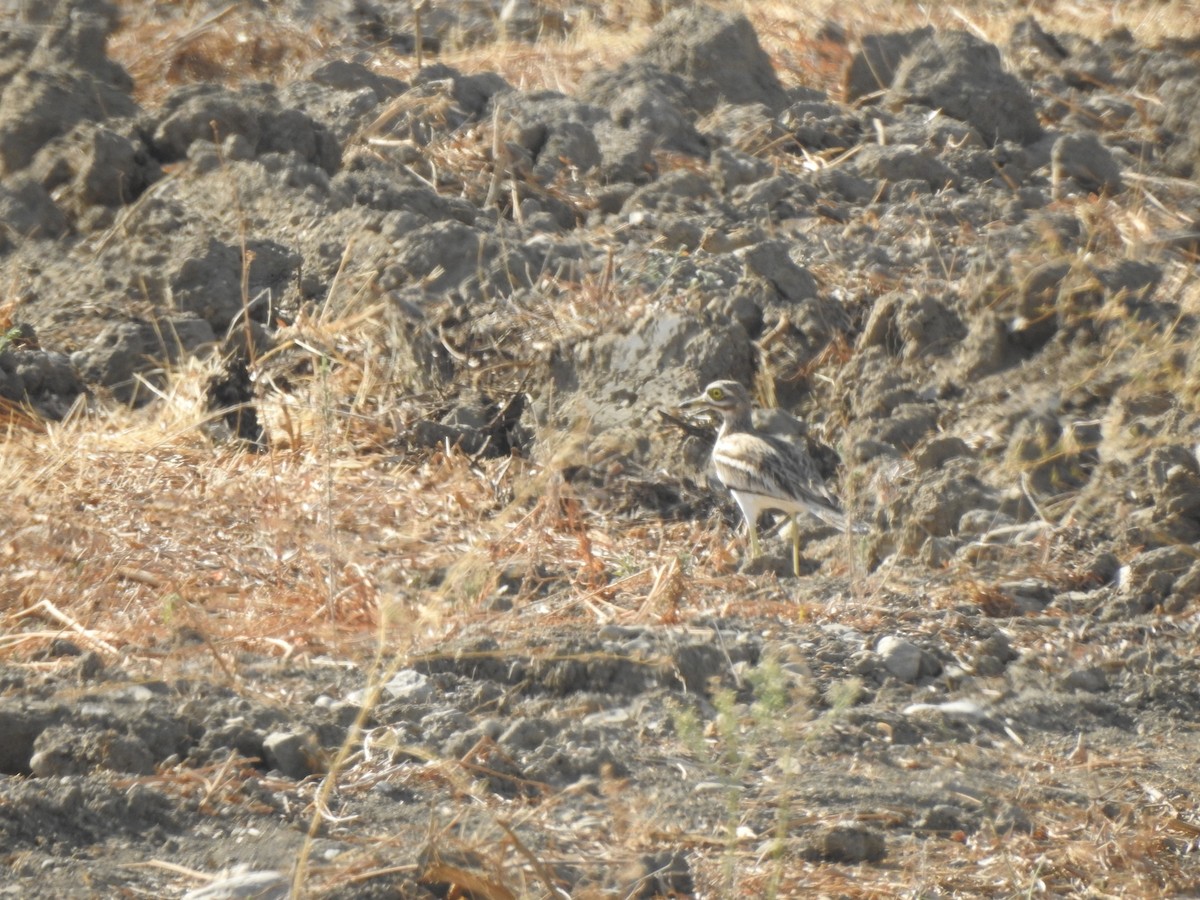 Eurasian Thick-knee - ML642122426
