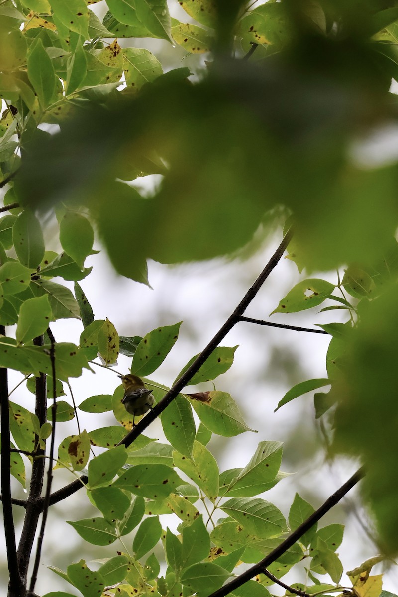 Black-throated Green Warbler - ML642122429