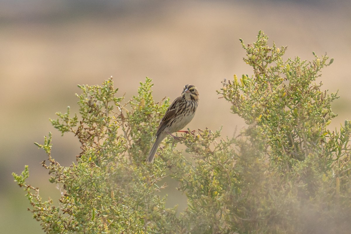 Savannah Sparrow - ML642122431