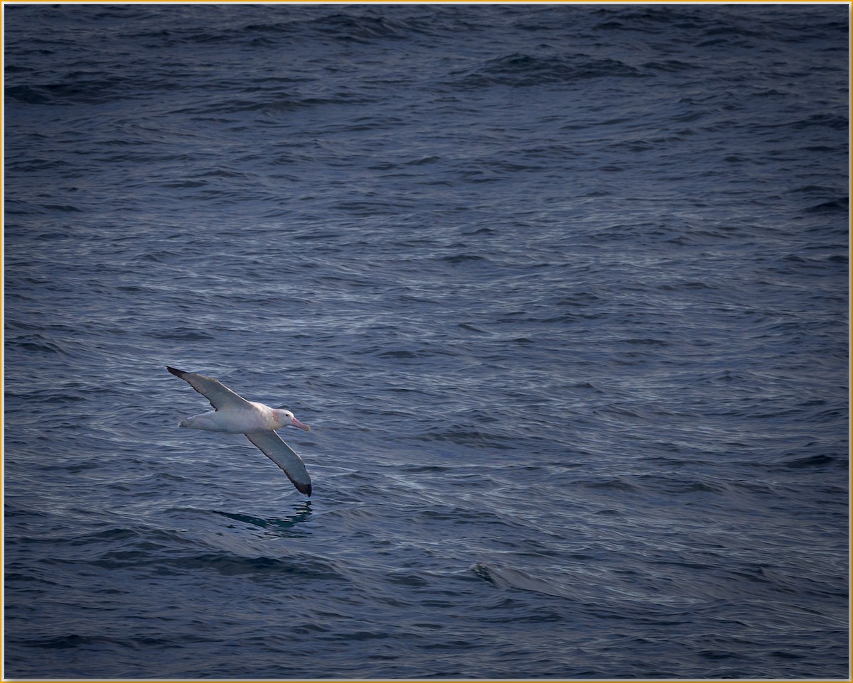 Snowy Albatross - ML642122433