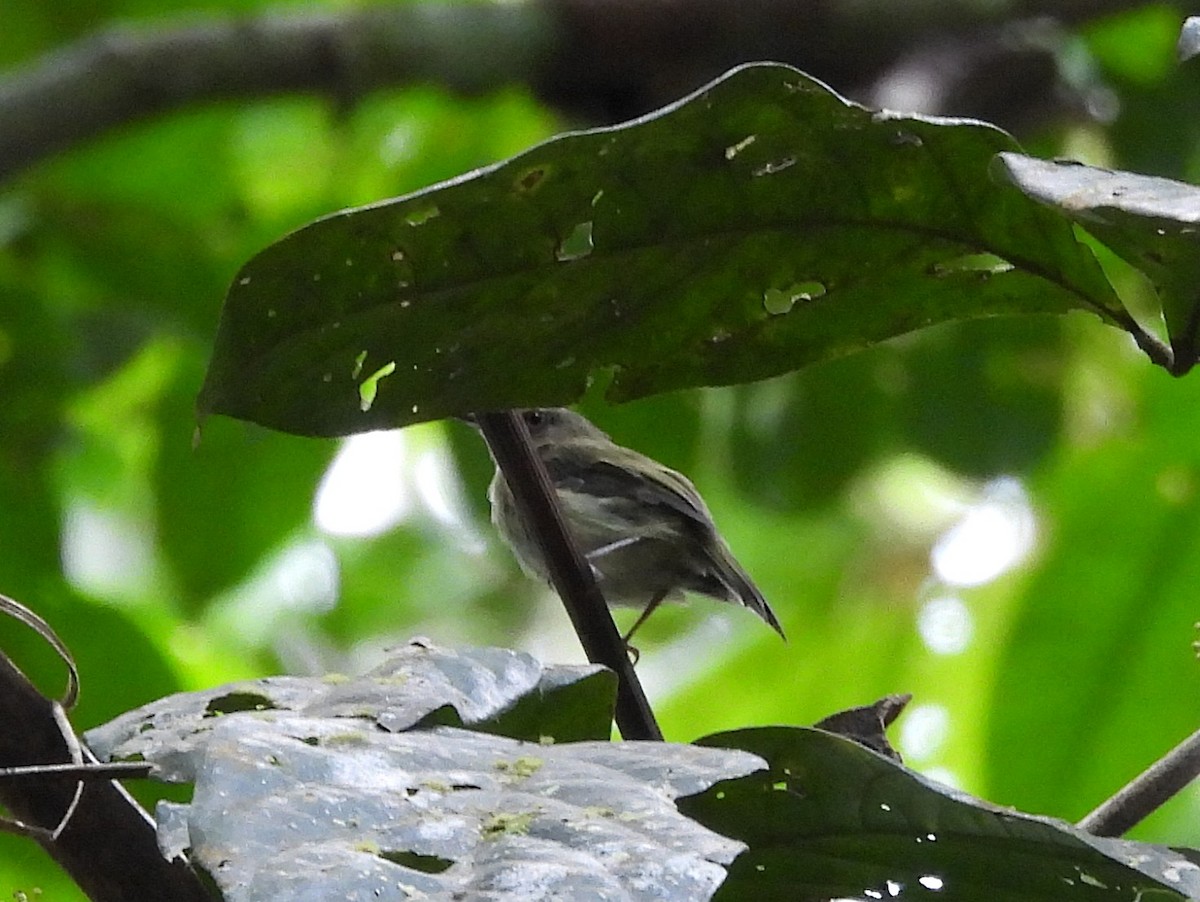 Helmeted Pygmy-Tyrant - ML642122434