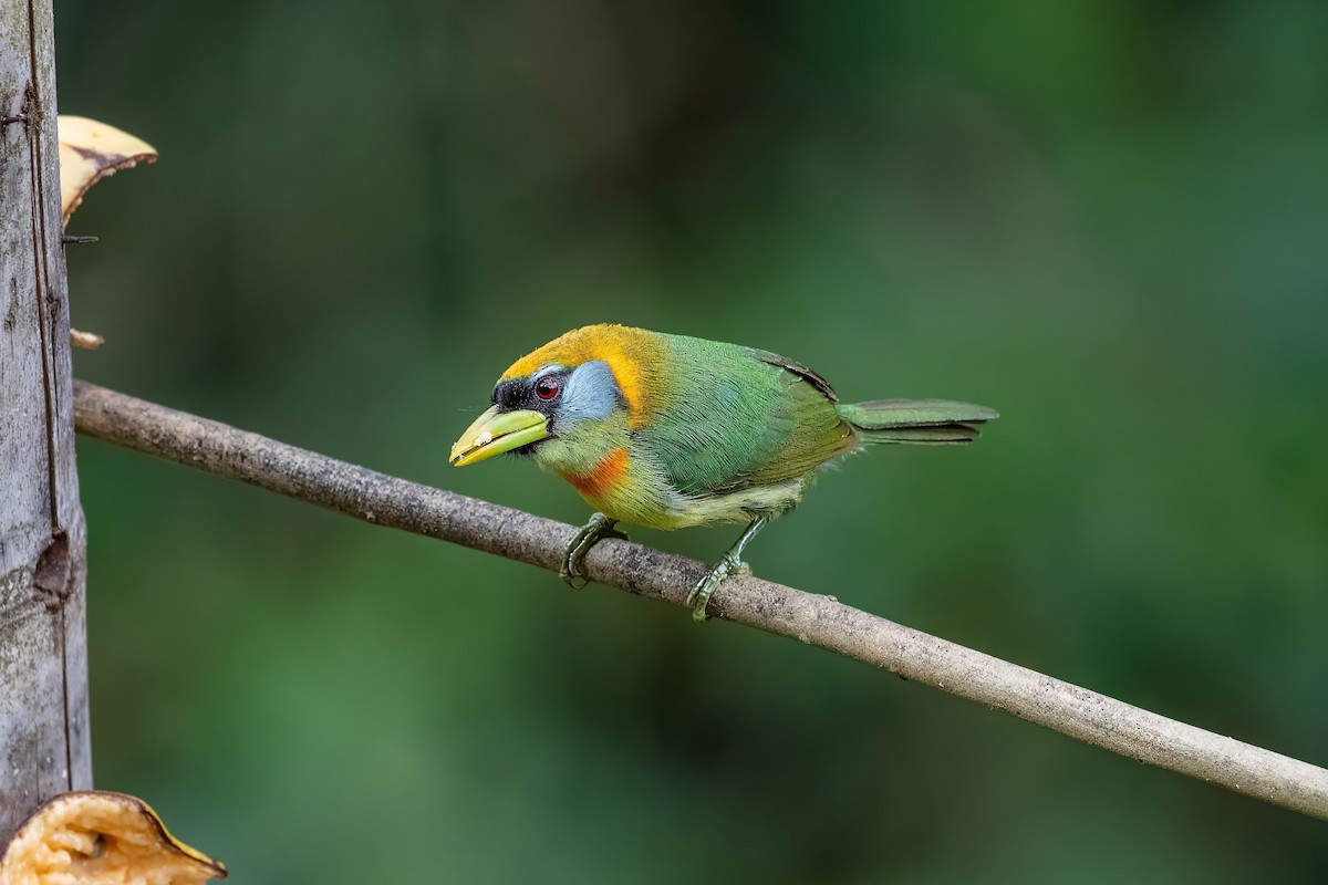 Red-headed Barbet - ML642122436