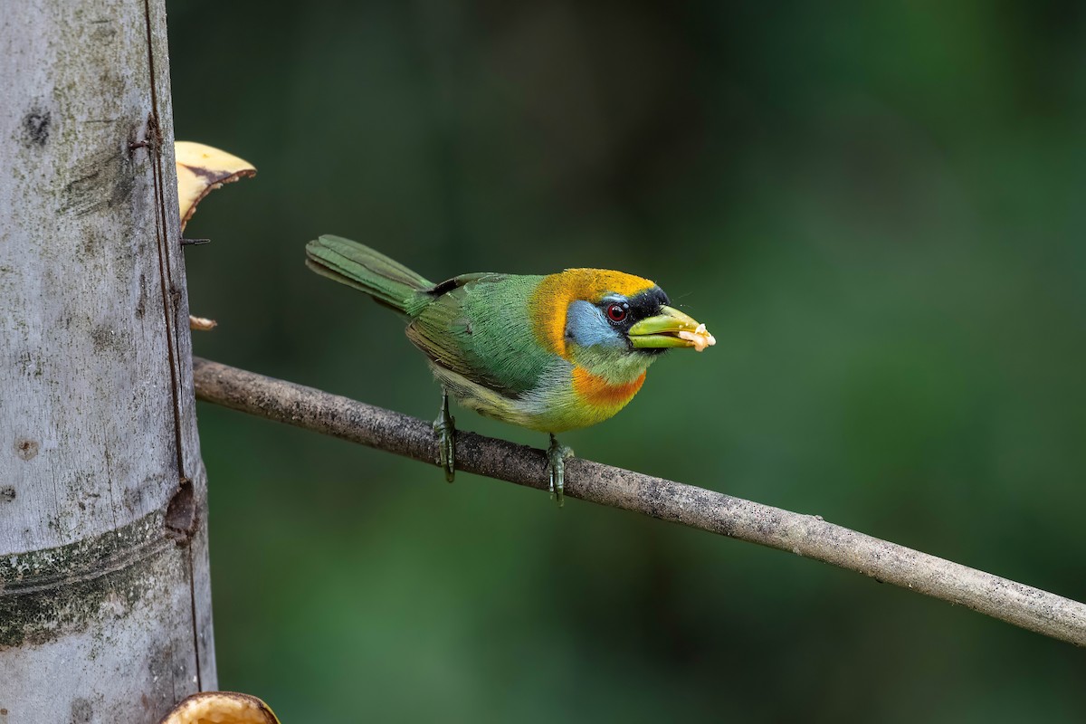 Red-headed Barbet - ML642122437